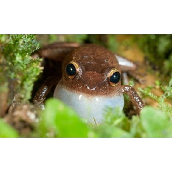 Common coqui frog El Yunque NF Puerto Rico Canvas Art - Maresa Pryor DanitaDelimont (27 x 17)