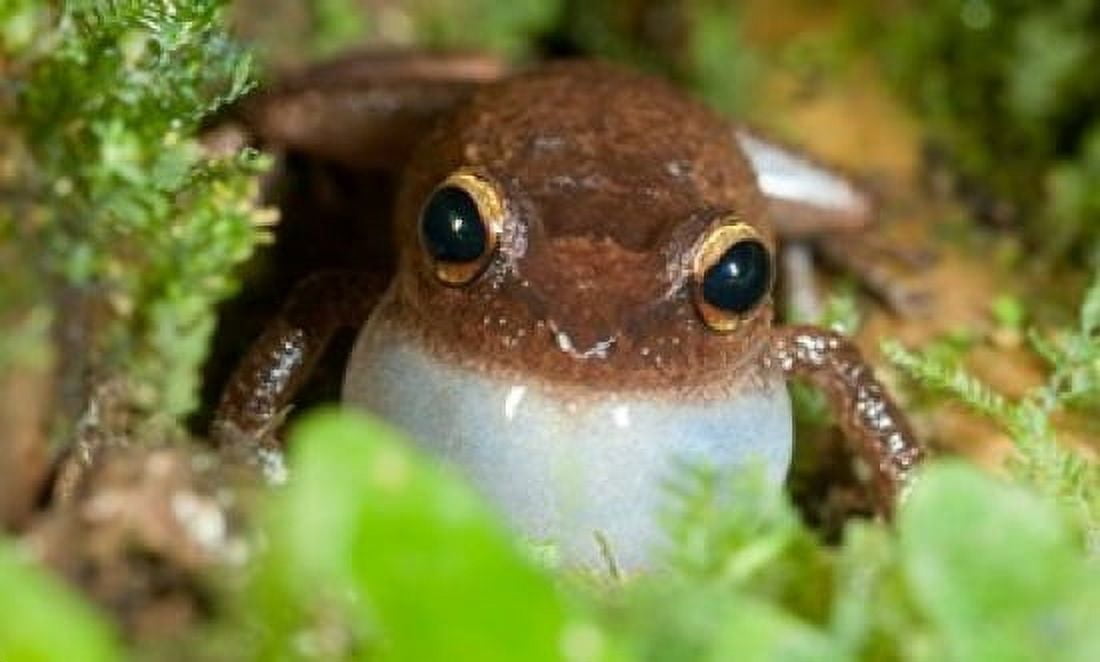Common coqui frog El Yunque NF Puerto Rico Canvas Art - Maresa Pryor DanitaDelimont (36 x 24)