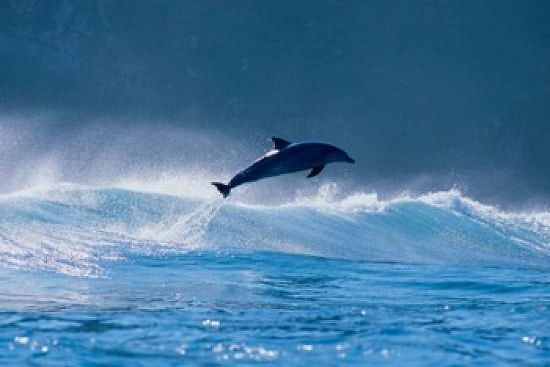 Common dolphin breaching in the sea Canvas Art - Panoramic Images (16 x 11)
