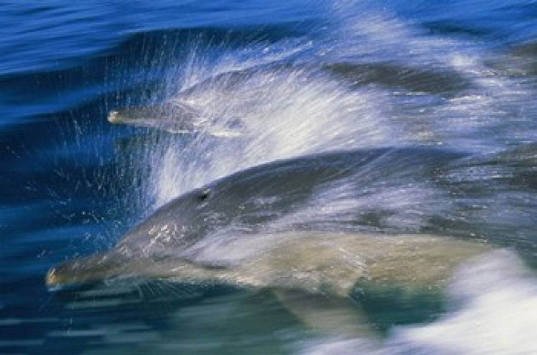 Common dolphins breaching in the sea Canvas Art - Panoramic Images (16 x 11)