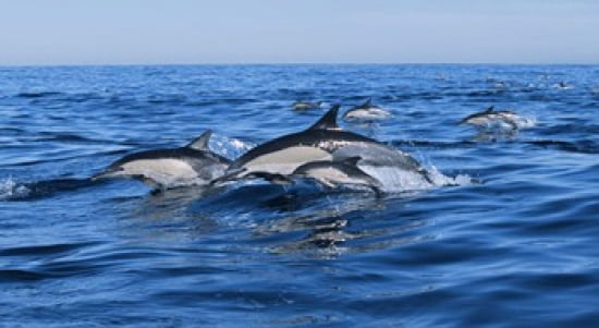 Common dolphins breaching in the sea Canvas Art - Panoramic Images (24 x 14)