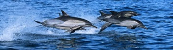 Common dolphins breaching in the sea Canvas Art - Panoramic Images (38 x 12)