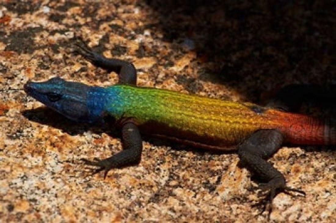 Common flat lizard on Malindidzimu hill Matobo NP Zimbabwe Africa Canvas Art - David Wall DanitaDelimont (24 x 15)