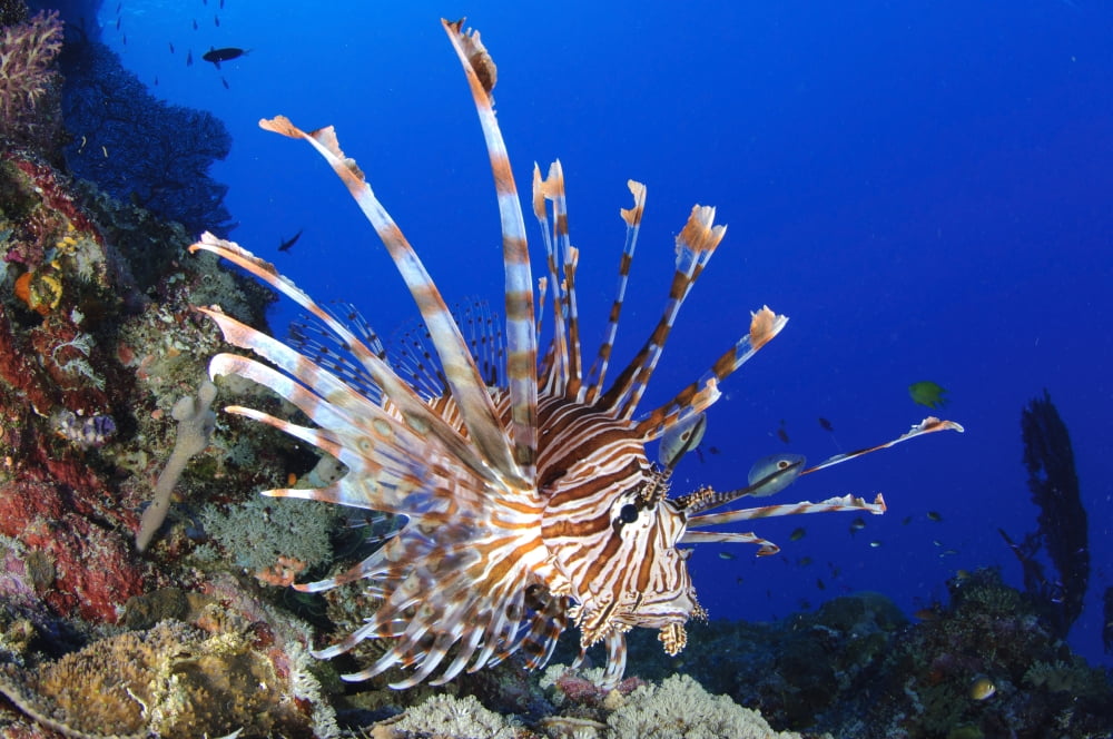 Common lionfish full body view Solomon Islands Canvas Art - Steve JonesStocktrek Images (18 x 12)