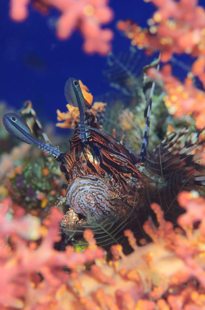 Common lionfish resting amongst coral Solomon Islands Canvas Art - Steve JonesStocktrek Images (23 x 35)
