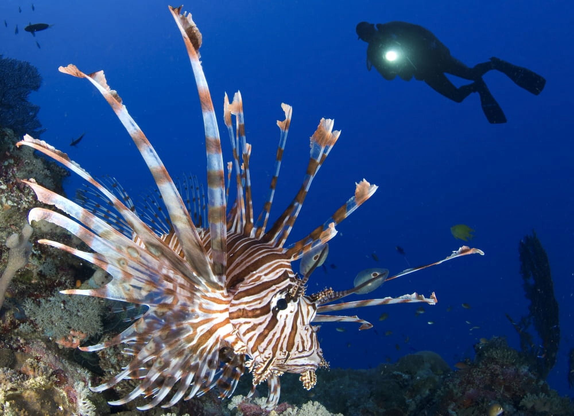Common lionfish with diver in background Solomon Islands Canvas Art - Steve JonesStocktrek Images (17 x 12)