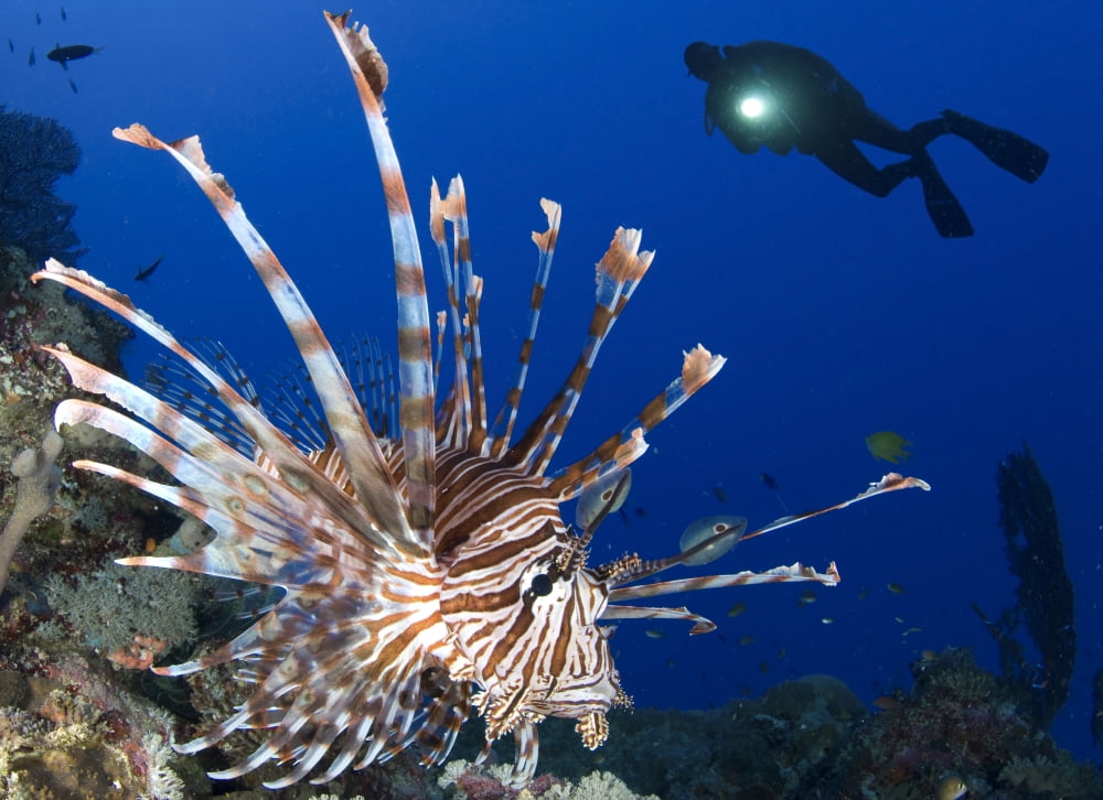 Common lionfish with diver in background Solomon Islands Canvas Art - Steve JonesStocktrek Images (33 x 24)