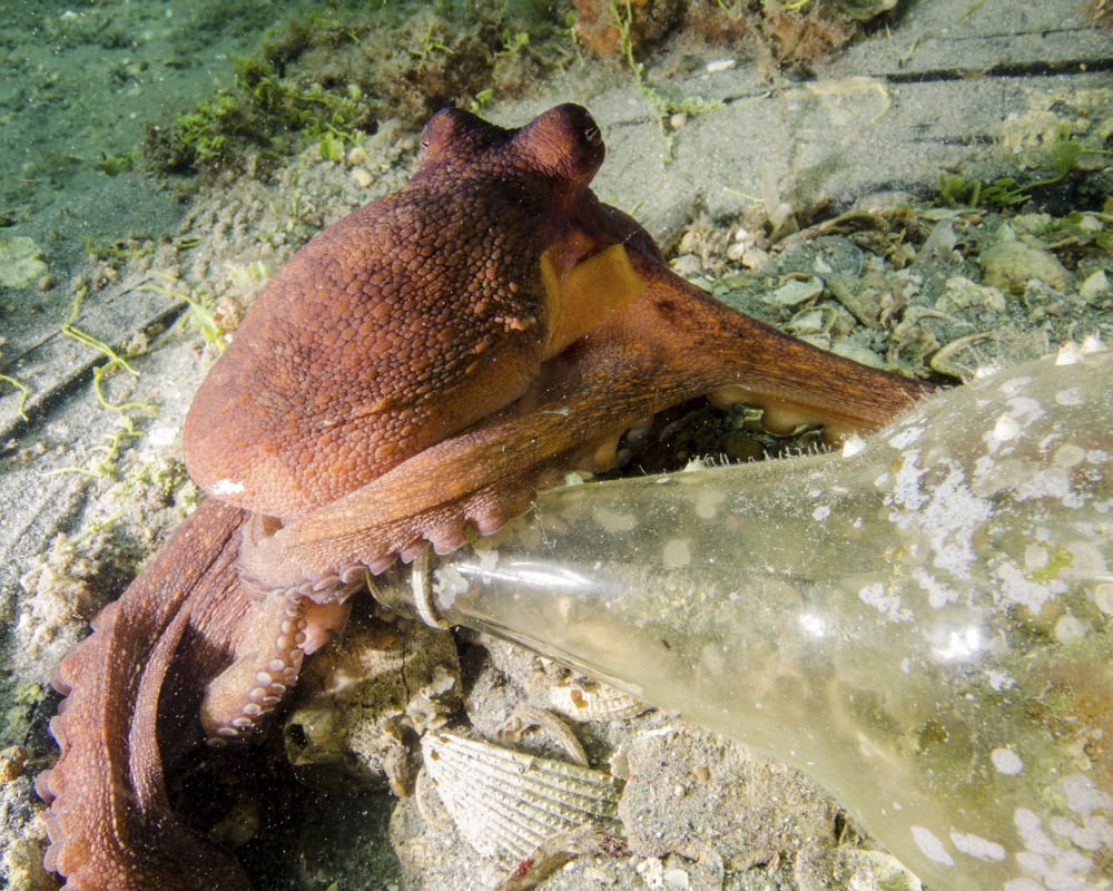 Common octopus protecting a bottle West Palm Beach Florida Canvas Art - Brent BarnesStocktrek Images (31 x 25)