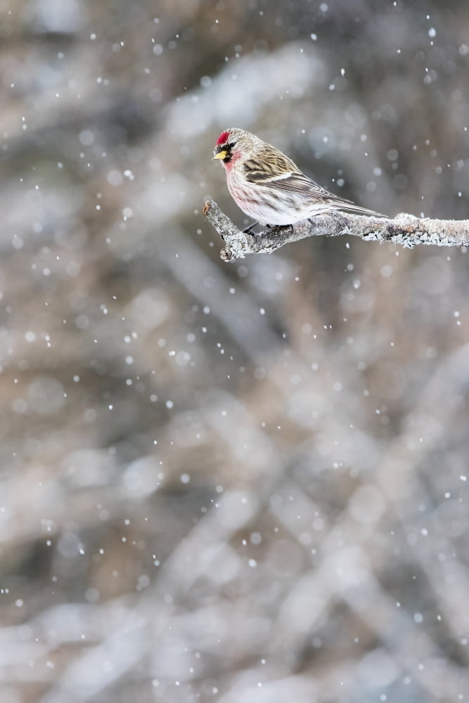 Common redpoll (Acanthis flammea) perched on a branch in a snowfall Quebec Canada Canvas Art - Philippe Henry Design Pics (24 x 38)