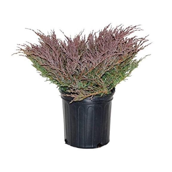 Compact Andorra Juniper