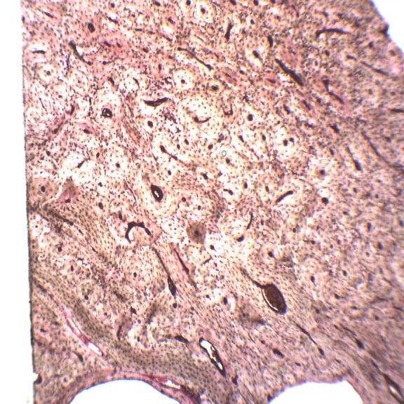 Compact Bone (Ground), Prepared Microscope Slide - 75 x 25mm - Anatomy, Biology & Microscopy - Eisco Labs