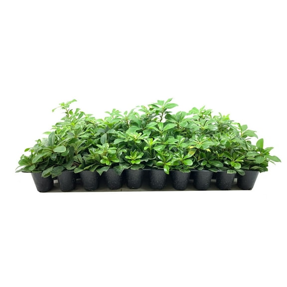 Compact Green Pittosporum 20 Live Plants Pittosporum Tobira Beautiful Fragrant Flowering Low Maintenance Shrub