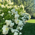 thumbnail image 1 of Compact Limelight Hydrangea Plant, Hydrangea Dormant Tree from 8 to 10 Inches in Height, Quart Pot for Planting, 1 of 6