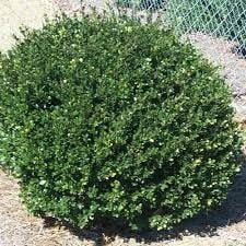 Compacta Holly Ilex | 2 Extra Large 3 Gallon Plants | Ilex crenata 'Compacta' | Dense Foliage Evergreen | Ideal for Landscaping