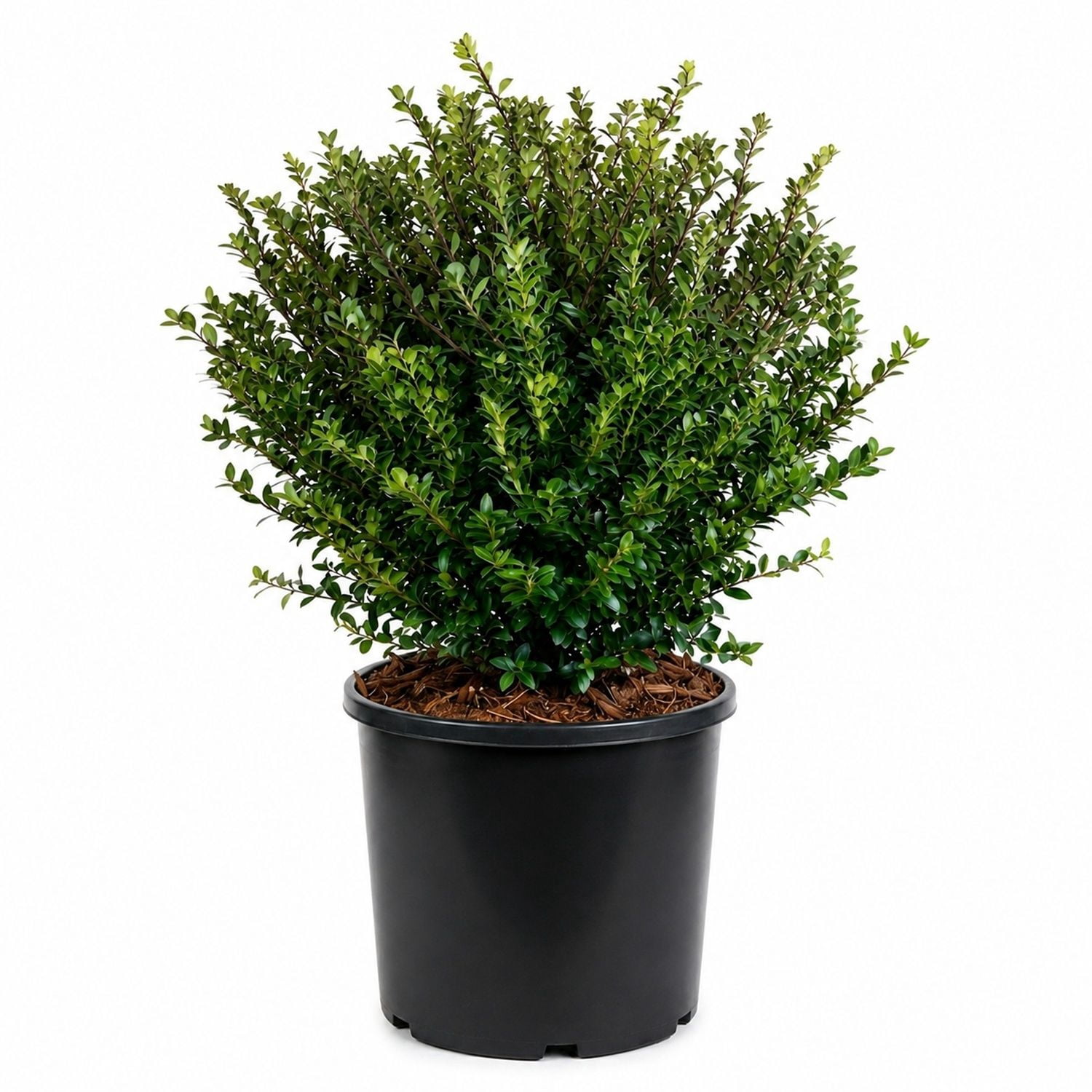 Expert Gardener Compacta Japanese Holly, 2.5 Gallon Evergreen Live Outdoor Shrub