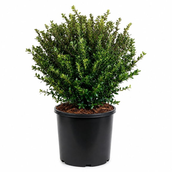 Expert Gardener Compacta Japanese Holly (2.5 Gallon) Compact Evergreen Shrub - Full Sun Live Outdoor Plant