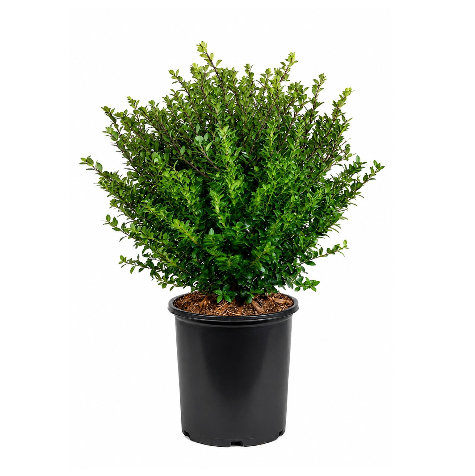 Expert Gardener Compacta Japanese Holly, 2.5 Quart Evergreen Live Shrub, Full Sun Outdoor Plant