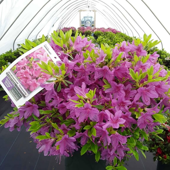 RedCrocus Compacta Korean Azalea- Evergreen Shrub for Shade Gardens, Containers, Borders, Pet Friendly, Pink Flowers, Acid-Loving, Humidity 3 Gallon