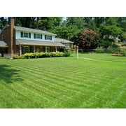 Compadre Zoysia Grass Seed - 10 Lbs.