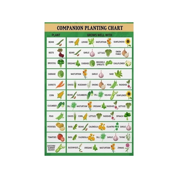 Companion Planting Chart Poster Educational Gardening Guide for Vegetables Herbs Home Kitchen Office and Classroom Reference Wall Art