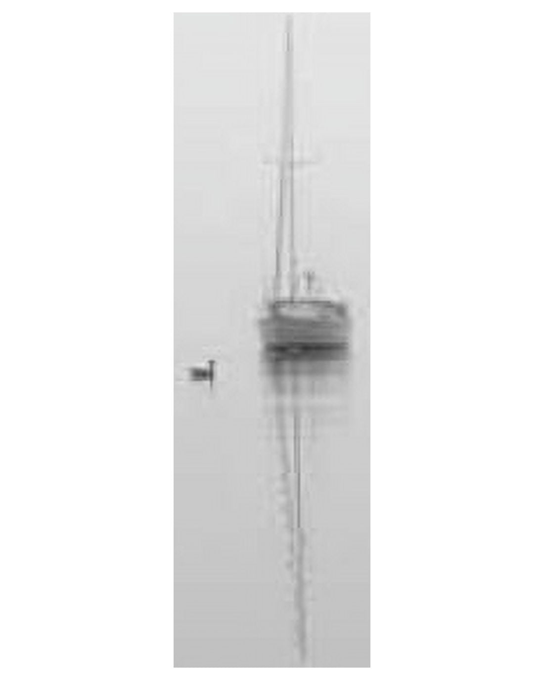 Companions Canvas Art - Nicholas Bell (24 x 30)