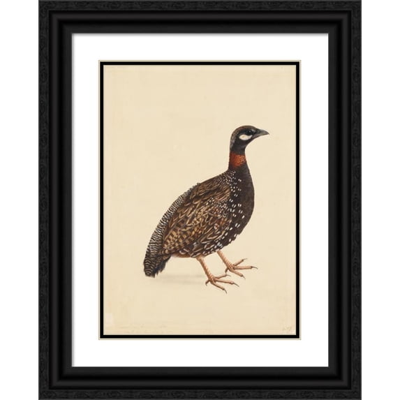 Company School 14x18 Black Ornate Wood Framed Double Matted Museum Art Print Titled - A Black Partridge (C. 1800)