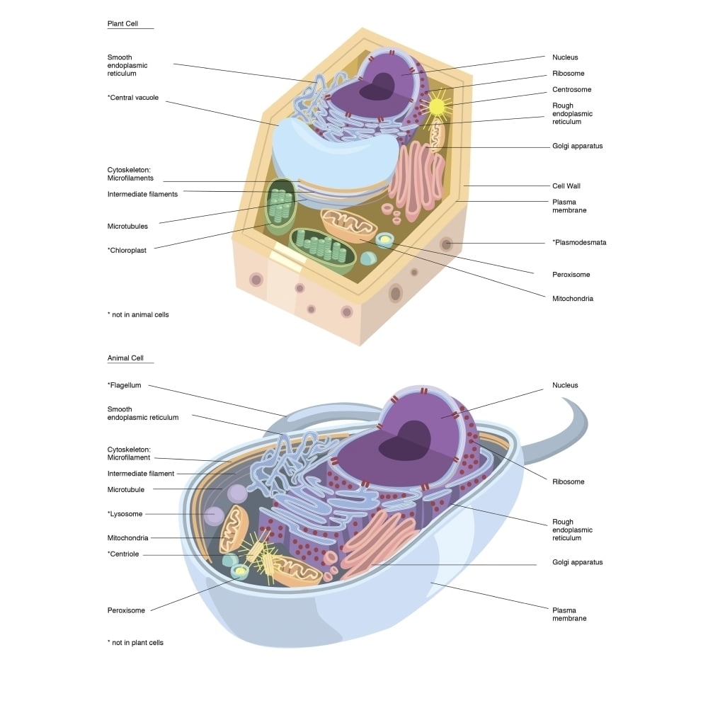 Comparative illustration of plant and animal cell anatomy . Poster ...