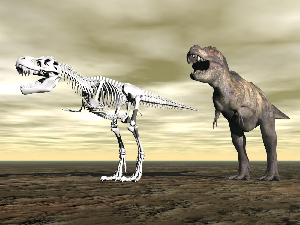 Comparison of Tyrannosaurus Rex standing next to its fossil skeleton Canvas Art - Elena DuvernayStocktrek Images (17 x 13)