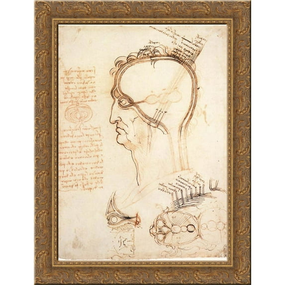 Comparison of scalp skin and onion 24x18 Gold Ornate Wood Framed Canvas Art by Leonardo da Vinci