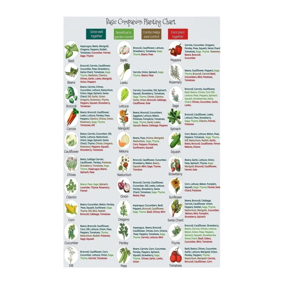 Complete Companion Planting Guide Chart for Vegetable Flower Herb Garden Natural Pest Control Durable Laminated Educational Wall Poster