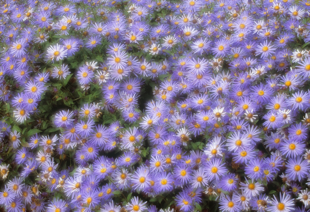 Compositae Flowers Calgary Zoo Alberta Canvas Art - Darwin Wiggett Design Pics (32 x 22)