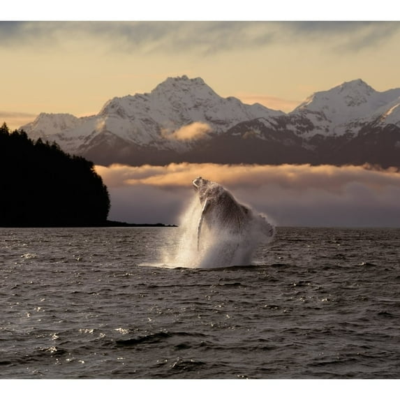 CompositeA Humpback Whale Breaches In Alaska's Inside Passage At Sunrise Eagle