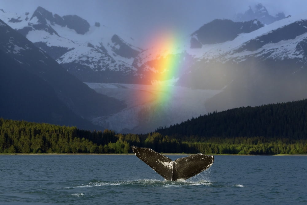Composite Bright Rainbow Appears Over Eagle Beach After A Rain Shower With A Fluking Humpback Whale In The Foreground Inside Passage Southeast Alaska Summer Canvas Art - John Hyde Design Pics (36 x 2