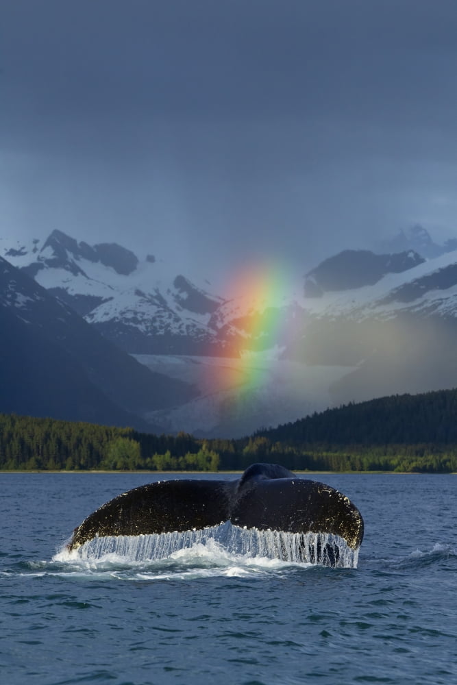 Composite Bright Rainbow Appears Over Eagle Beach After A Rain Shower With A Fluking Humpback Whale In The Foreground Inside Passage Southeast Alaska Summer Canvas Art - John Hyde Design Pics (12 x 1