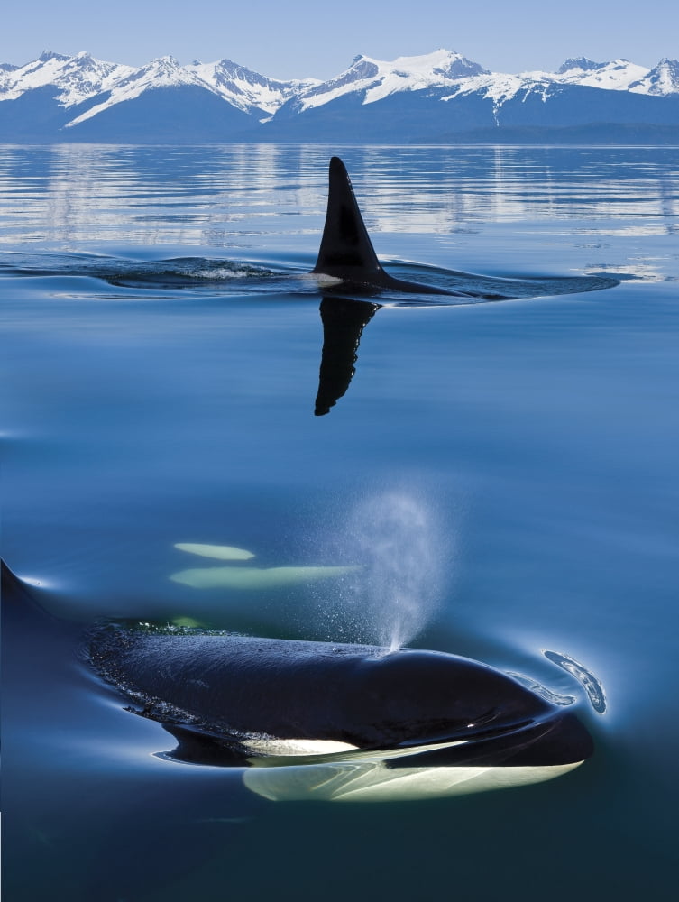 Composite Close Up Of Orca Whales As They Surface In Lynn Canal With The Coast Range Mountains In The Background Inside Passage Southeast Alaska Canvas Art - John Hyde  Design Pics (13 x 17)
