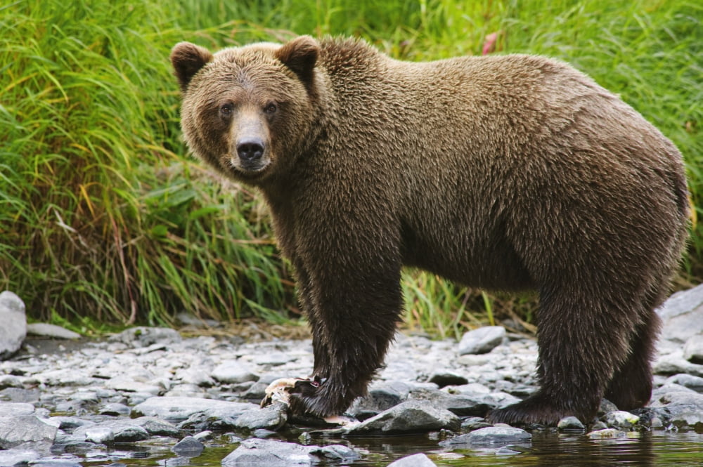 Composite Close Up View Of An Adult Brown Bear Fishing For Salmon In The Russian River Kenai Peninsula Southcentral Alaska Summer Canvas Art - Michael Jones Design Pics (38 x 24)