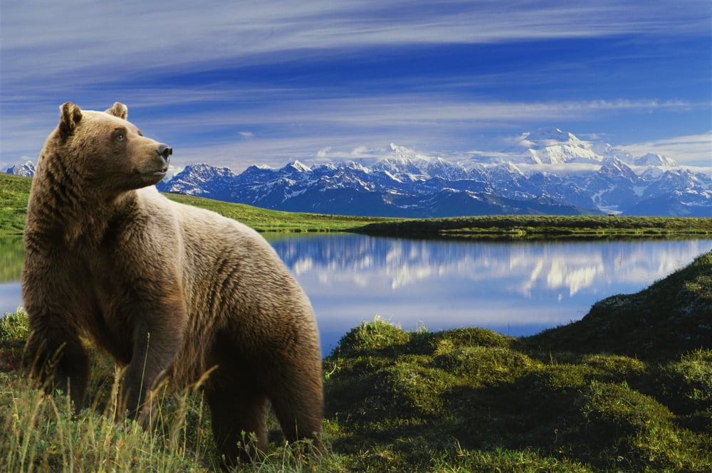 Composite Grizzly Stands In Front Of Lake With Mt Mckinley In The Background Alaska Composite Canvas Art - Michael Jones Design Pics (34 x 22)