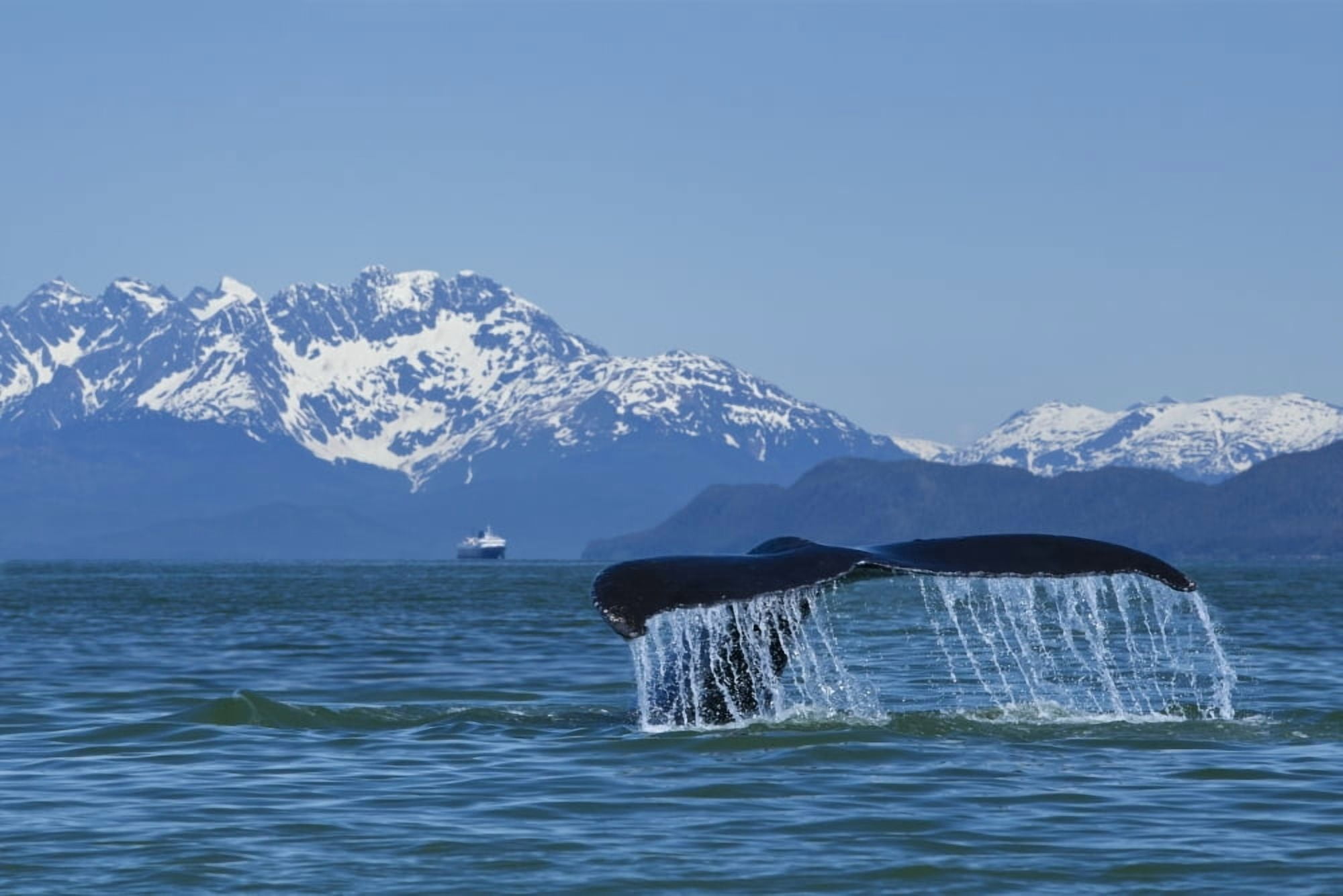 Composite Humpback Whale Fluking In Lynn Canal With MV Matanuska In The Distance Inside Passage Southeast Alaska Summer Canvas Art - John Hyde Design Pics (18 x 12)