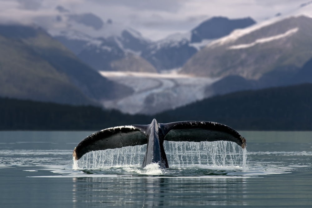 Composite Humpback Whale Shows Fluke With Herbert Glacier And Eagle Beach State Recreation Area In The Background Near Juneau In Southeast Alaska Composite Canvas Art - John Hyde Design Pics (34 x 22