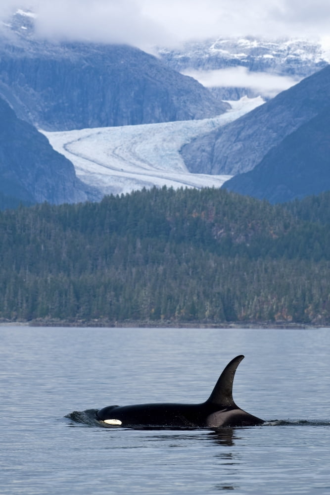 Composite Orca Whale Surfaces In Favorite Passage With Eagle Glacier And Coastal Mountains Beyond Tongass National Forest Inside Passage Alaska Canvas Art - John Hyde Design Pics (11 x 17)