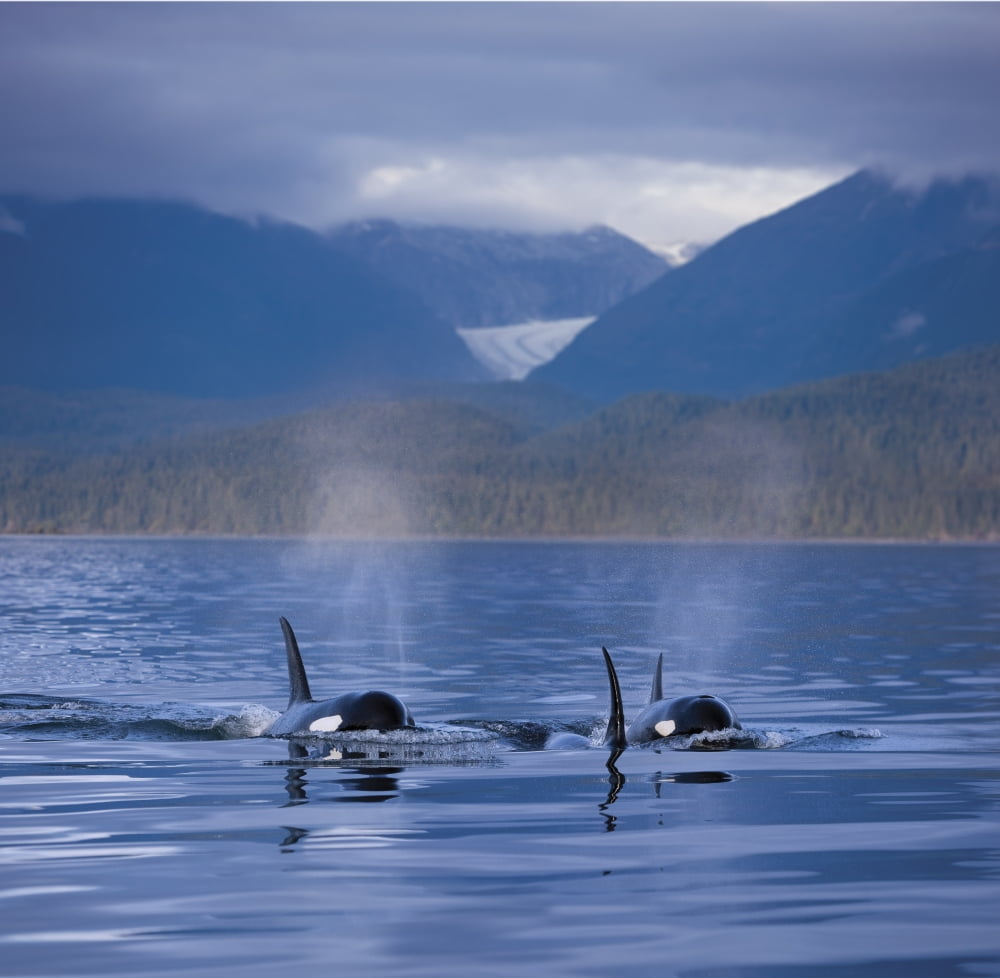 Composite Orca Whales Surface In Alaskas Inside Passage With The Coastal Range And Eagle Glacier In The Background Southeast Alaska Canvas Art - John Hyde Design Pics (24 x 24)