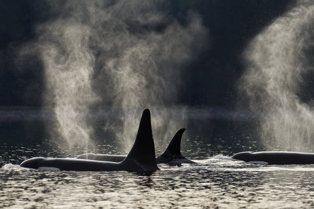 Composite Orca Whales Surface Along A Forested Shoreline In Alaskas Inside Passage Admiralty Island Tongass National Forest Southeast Alaska Canvas Art - John Hyde Design Pics (17 x 11)