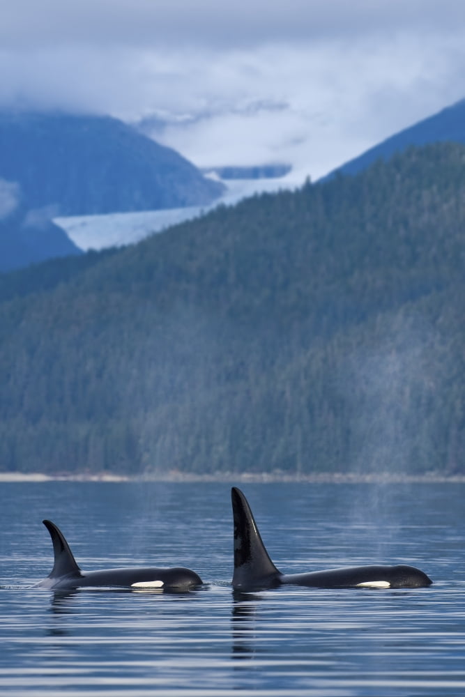 Composite Orca Whales Surface In Favorite Passage With Eagle Glacier And Coastal Mountains Beyond Tongass National Forest Inside Passage Alaska Canvas Art - John Hyde Design Pics (11 x 17)
