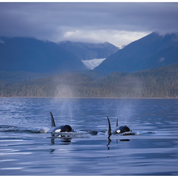Composite: Orca Whales Surface In Alaskas Inside Passage With The Coastal Range And Eagle Glacier In The Background So