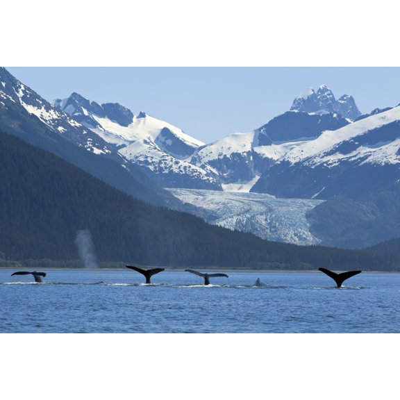 Composite: Pod Of Humpback Whales Fluking As They Feed Near Eagle Beach With Herbert Glacier And Coast Range In The Back