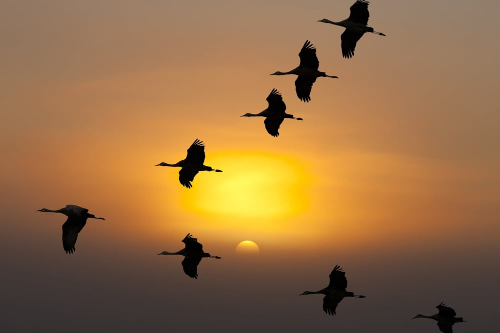 Composite Sandhill Cranes In Flight At Sunrise Near Kulik Lake Katmai National Park Southwest Alaska Canvas Art - John Hyde Design Pics (19 x 12)