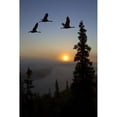 thumbnail image 1 of Composite: Sandhill Cranes Take Flight At Sunrise From Their Roosting Area Near Kulik Lake Katmai National Park Southw 1, 1 of 3