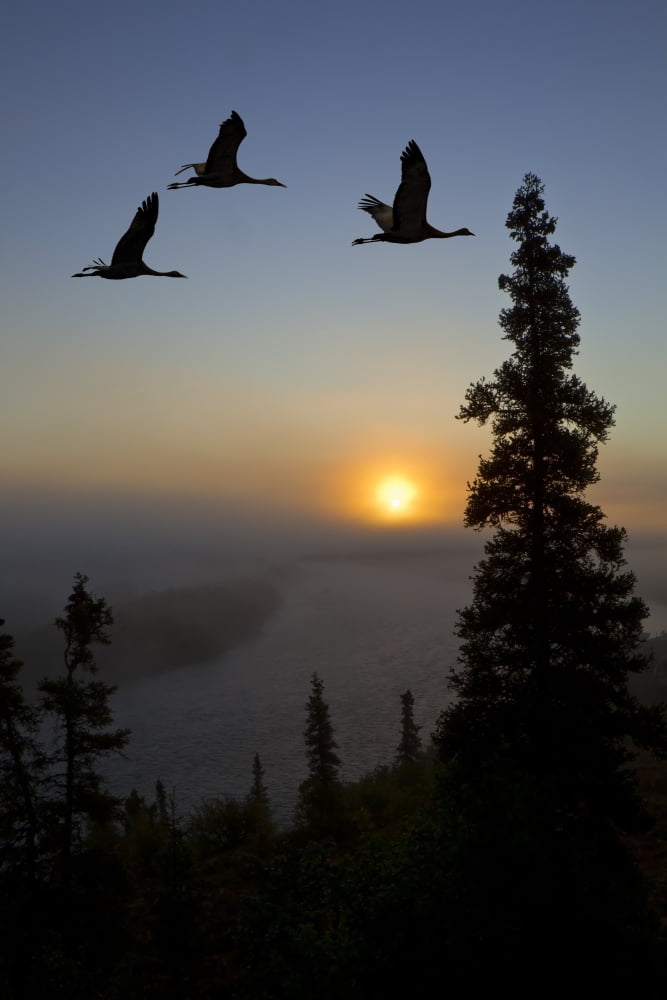Composite Sandhill Cranes Take Flight At Sunrise From Their Roosting Area Near Kulik Lake Katmai National Park Southwest Alaska Canvas Art - John Hyde Design Pics (12 x 19)