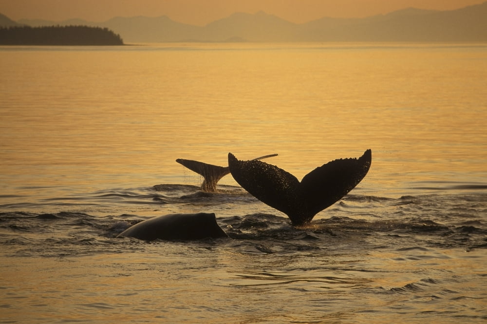 Composite Setting Sun Illuminates Frederick Sound And The Flukes Of Humpback Whales Alexander Archipelago Southeast Alaska Composite Canvas Art - Ron Sanford Design Pics (17 x 11)