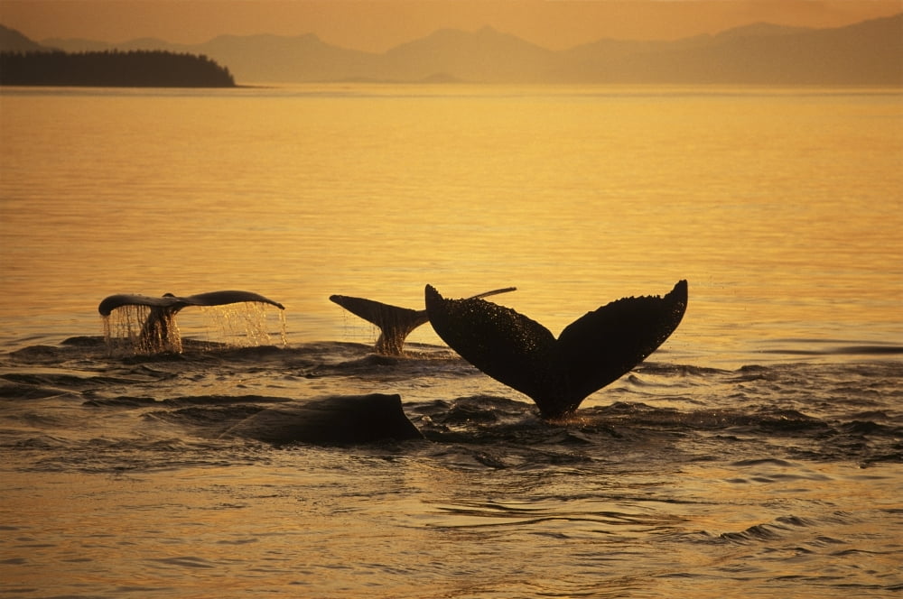 Composite Setting Sun Illuminates Frederick Sound And The Flukes Of Humpback Whales Alexander Archipelago Southeast Alaska Composite Canvas Art - Ron Sanford Design Pics (34 x 22)